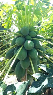 Au bout du monde : Tropical Farm, le paradis du fruit. Papayes.