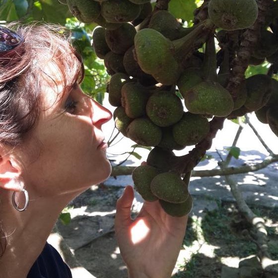 Au bout du monde : Tropical Farm, le paradis du fruit. Figuier.