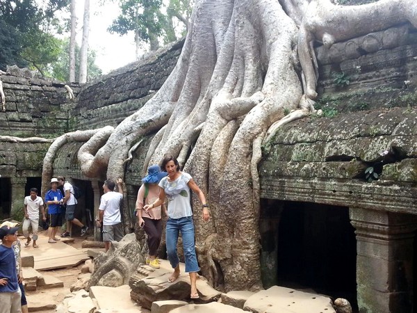 Empire Khmer : magie des temples d'Angkor au Cambodge. Arbres majestueux