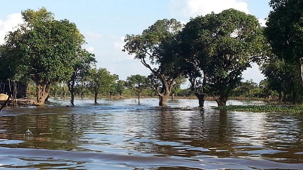 Tonlé Sap le lac du Mékong classé par l'UNESCO. Forêt