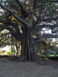 Sydney, Océanie, la terre promise de l'Océan indien. Arbre majestueux dans le Royal Botanic Gardens