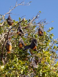 Sydney, Océanie, la terre promise de l'Océan indien. Chauve souris