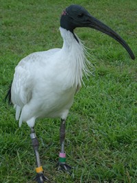 Sydney, Océanie, la terre promise de l'Océan indien. Echassier