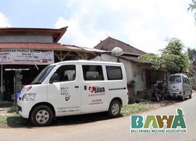 Protection des animaux à Bali : BAWA, la cour des miracles. Ambulance