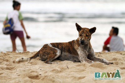 Protection des animaux à Bali : BAWA, la cour des miracles. Chien heureux 
