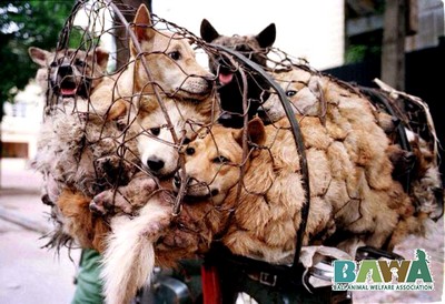 Protection des animaux à Bali : BAWA, la cour des miracles. Chiens pour la boucherie