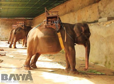 Protection des animaux à Bali : BAWA, la cour des miracles. Tous les animaux