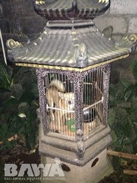Protection des animaux à Bali : BAWA, la cour des miracles. Enfermement