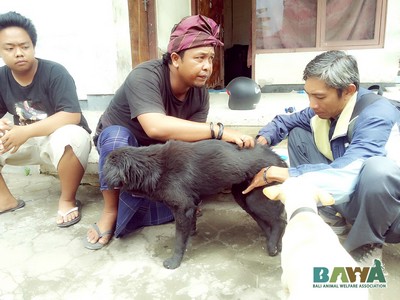 Protection des animaux à Bali : BAWA, la cour des miracles. Examen a domicile 