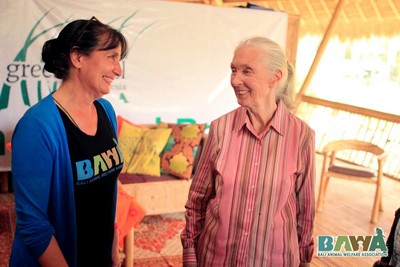 Protection des animaux à Bali : BAWA, la cour des miracles. Jane Goodall