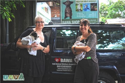 Janice, une grosse dose d'héroïne pour les animaux de Bali. Une benevole