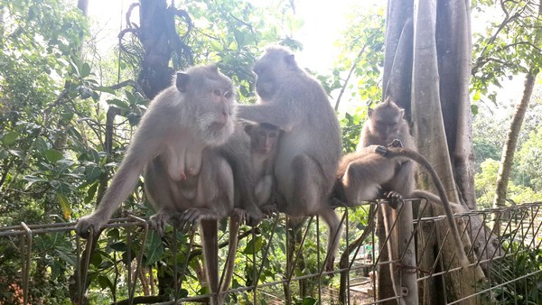 Protection des animaux à Bali : BAWA, la cour des miracles. Monkey Forest