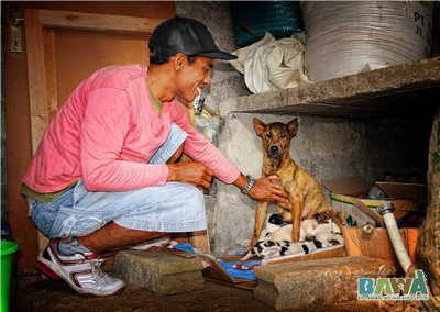 Protection des animaux à Bali : BAWA, la cour des miracles. Secours