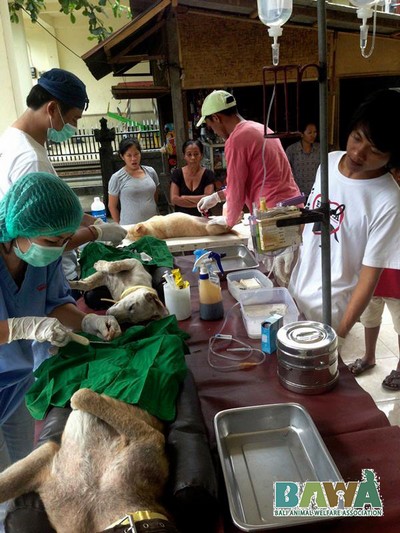 Protection des animaux à Bali : BAWA, la cour des miracles. Campagne de stérilisation