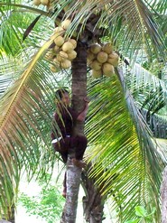 Bali plage : l'ouest, Negara, Medewi, Gilimanuk. Gaja Mina noix de coco