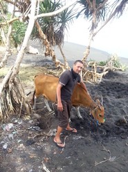 Bali plage : l'ouest, Negara, Medewi, Gilimanuk. Une vache sur la plage 