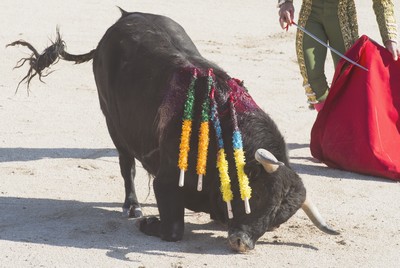 Alès, la gueule de bois pour la corrida de trop Corrida Alès 2013 L214