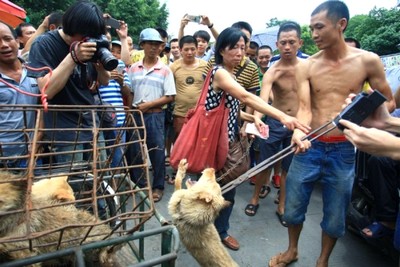 Changer son regard et ses habitudes, changer sa normalité Chiens en Chine