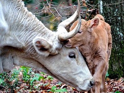 Omero Marongiu Perria, islam et végétarisme Les animaux ont une personnalité