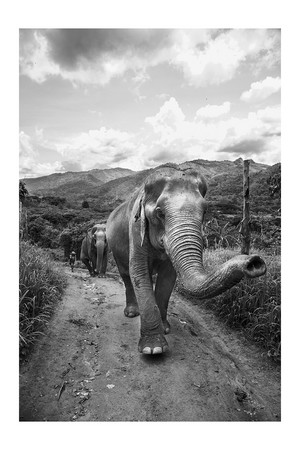 En Thaïlande Christine nous présente Chiang Mai petit paradis végétarien. Eléphants 